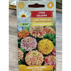 Cynia daliowa Candy Stripe Mix